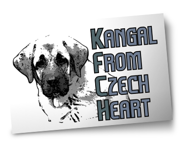 Kangal From Czech Heart - Chovatelská Stanice