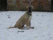 Filo Kangal, du Bonnie Blue Flag