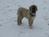 Filo Kangal Du Bonnie Blue Flag