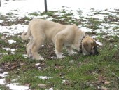 Filo Kangal, du Bonnie Blue Flag