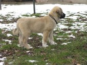 Filo Kangal Du Bonnie Blue Flag