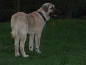 Filo Kangal Du Bonnie Blue Flag