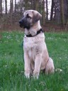 Filo Kangal Du Bonnie Blue Flag