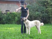 Filo Kangal, du Bonnie Blue Flag