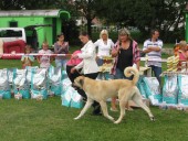 Filo Kangal, du Bonnie Blue Flag