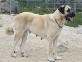 Filo Kangal, du Bonnie Blue Flag