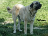 Filo Kangal Du Bonnie Blue Flag