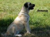 Filo Kangal, du Bonnie Blue Flag