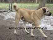 Filo Kangal, du Bonnie Blue Flag