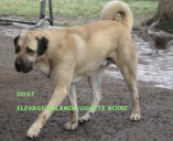 Filo Kangal, du Bonnie Blue Flag