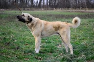 Filo Kangal Du Bonnie Blue Flag