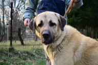 Filo Kangal, du Bonnie Blue Flag