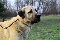 Filo Kangal, du Bonnie Blue Flag