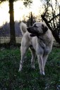 Filo Kangal Du Bonnie Blue Flag