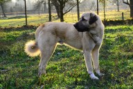 Filo Kangal Du Bonnie Blue Flag