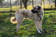 Filo Kangal Du Bonnie Blue Flag