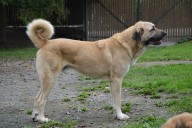 Filo Kangal Du Bonnie Blue Flag