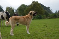 Filo Kangal Du Bonnie Blue Flag