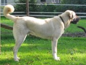 Filo Kangal Du Bonnie Blue Flag