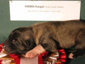 Aisha Kangal From Czech Heart