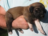 Akaban Kangal From Czech Heart