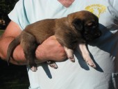 Akaban Kangal From Czech Heart