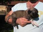 Aisha Kangal From Czech Heart