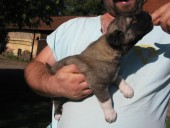 Aisha Kangal From Czech Heart