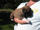 Anakin Kangal From Czech Heart