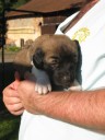 Ankara Kangal From Czech Heart