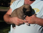 Atlantis Kangal From Czech Heart