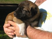 Attatürk Kangal From Czech Heart