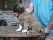 Anakin Kangal From Czech Heart