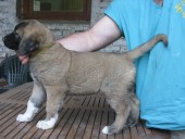 Anakin Kangal From Czech Heart