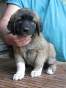 Anakin Kangal From Czech Heart