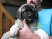 Aisha Kangal From Czech Heart
