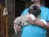 Aisha Kangal From Czech Heart