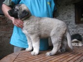 Aisha Kangal From Czech Heart