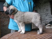 Aisha Kangal From Czech Heart