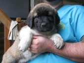 Ankara Kangal From Czech Heart