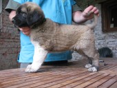 Ankara Kangal From Czech Heart