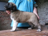 Ankara Kangal From Czech Heart