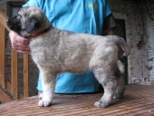 Atlantis Kangal From Czech Heart