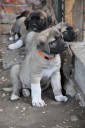 Akim Kangal From Czech Heart