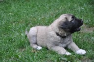 Artemis Kangal From Czech Heart