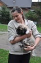 Artemis Kangal From Czech Heart