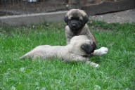 Abdullah Kangal From Czech Heart