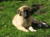 Artemis Kangal From Czech Heart