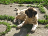 Akaban Kangal From Czech Heart