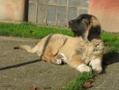 Akaban Kangal From Czech Heart